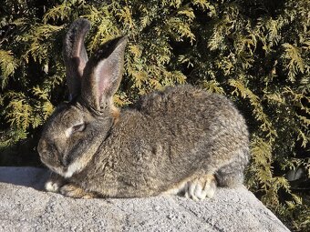 Belgický Obr - samec - 3