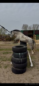 Welsh pony - 3
