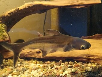 Sumeček žraločí - Pangasius sutchi - 3