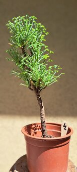 Oxalis peduncularis - 3