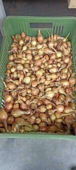 Žlutá cibule - 3