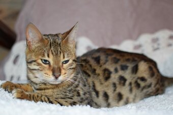 bengálská kočka - kocourek - 3