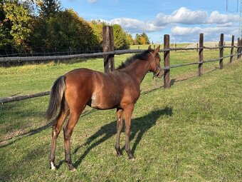 Klisnička s 75% arabské krve - 3