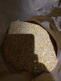 Prodám kukuřici - 3