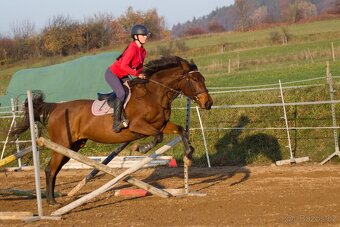 Hodná klisna do hobby sportu nebo rekre - 3