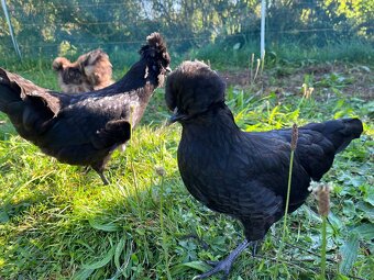 Hedvábnička x holandská chocholatá slepice - pouze slepičky - 3