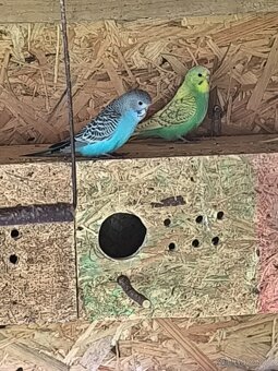 Prodám andulky a korely - 3