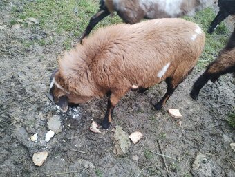 Beran Kamerunský - 3