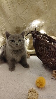 Britská koťata - 3