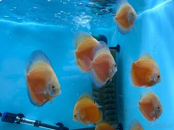 Terčovci - discusy RED VALENTINE - 3