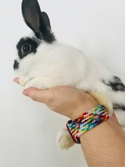 Zakrslý králík - 3