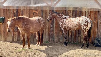 PŘIPOUŠTĚNÍ ZCELA UNIKÁTNÍM BAY PLEMENNÝM HŘEBCEM APPALOOSA - 3