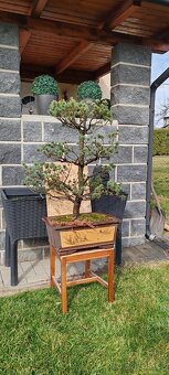Bonsai, bonsaj - 3