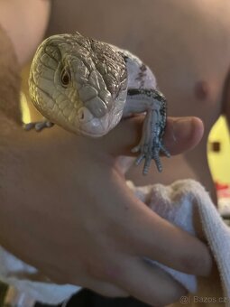 Tiliqua gigas - 3