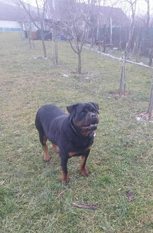 Šteniatka Rottweilera,Rotvajler s PP na predaj 🐾 - 3