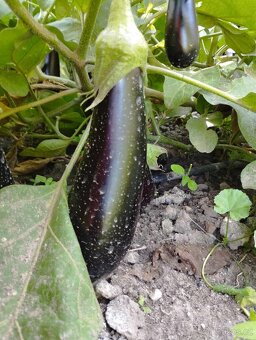 česnek, brambory - 3