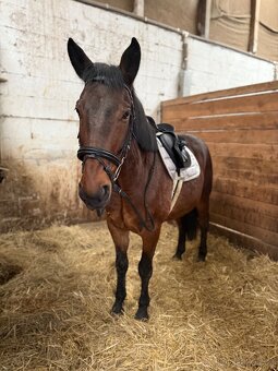 Docházka k valachovi - 3