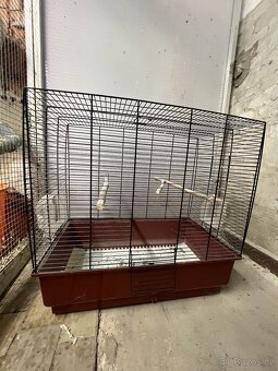 Klece pro papoušky - 3