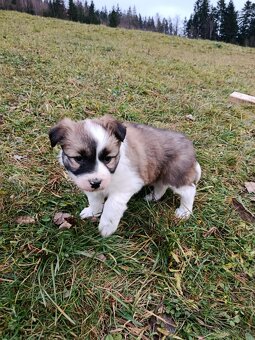 Štěně border kolie - 3