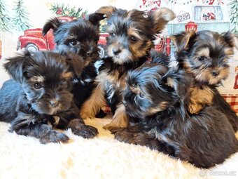 Jorksir,jorksirsky terier - 3