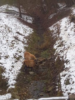 Kamerunské ovce - 3