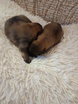 Německý špic malý - 3