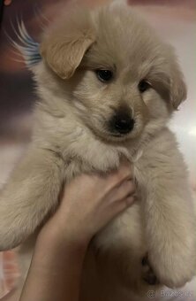 Labradorský retrívr - 3