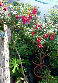 Fuchsie, stromkové Fuchsie, trvalky, keře - 3