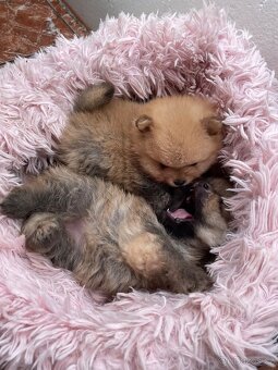 Pomeranian - 3