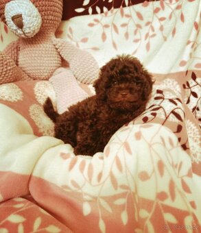 Pudl pudel pudlik toy - 3