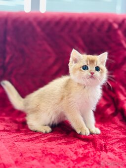 Luxusní zlata britská činčila koťata s PP pro chov - 3