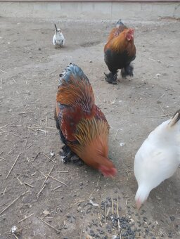 Zdrobnělá Brahmánka kohout - 3