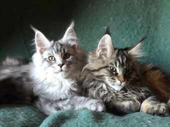 Mainská mývalí sPP - 3