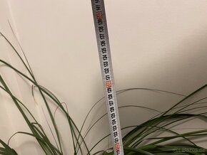 Pokojová rostlina - Beaucarnea recurvata 'Sloní noha' - 3