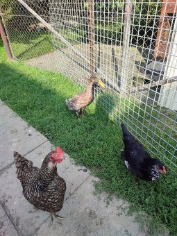 Indický běžec - 3