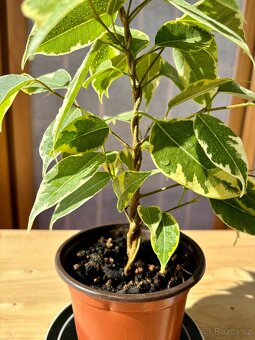 Fíkus, Ficus benjamina, Golden King,Twilight, březový fík - 3