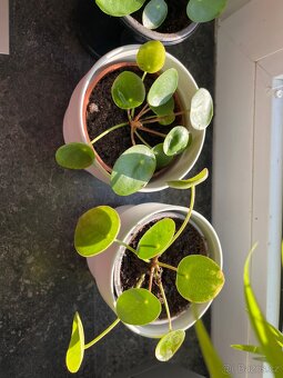 Pilea - 3