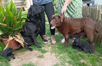 Labrador štěňata bez PP - 3