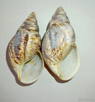 Mušle, 2 Ks, cca 15 cm - 3