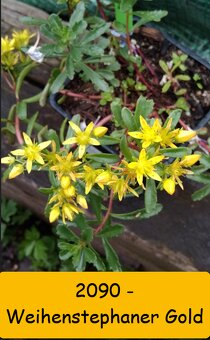 Rozchodník (Sedum) – na skalku i balkón - 3