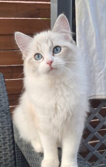 Kočička ragdoll s PP - 3