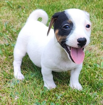 Jack Russel terier, kouzelná štěňátka - 3