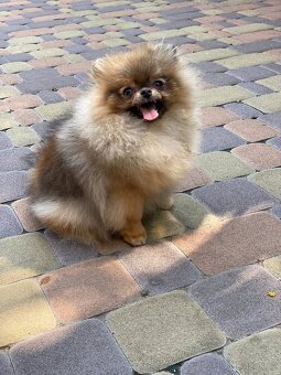 Pomeranian MINI fenečka PP FCI - 3