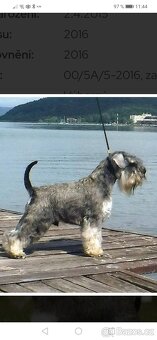 Knírač malý pepř a sůl - 3