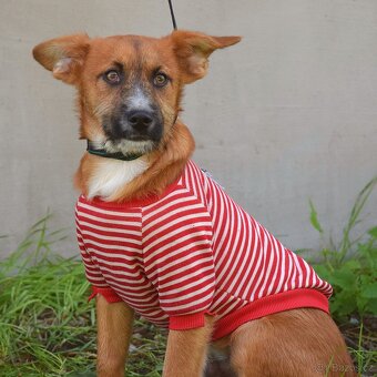 Mochi hledá domov - 3