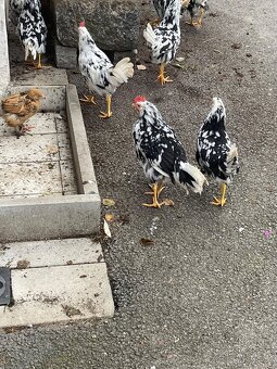 Exquecher kohouti - 3