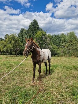Appaloosa klisnička - 3