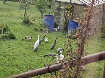 Indicky bezec - PÁR (mozno dva pary) - 3