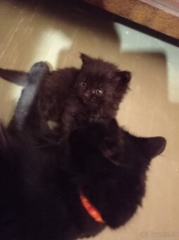 Dlouhosrstá koťata - 3