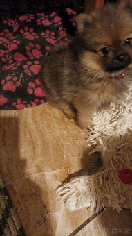 Štěňátka německého špice- 5 feneček k odběru ihned - 3